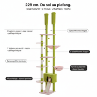 Cactus 229cm - Anatomie