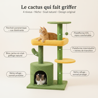 Cactus 4 niveaux - Anatomie