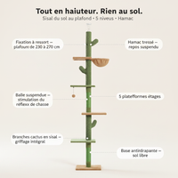 Cactus sol-plafond - Anatomie