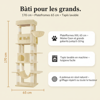 Maine Coon - Dimensions